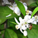 赣南橙花蜂蜜 绿色基地蜜源 农家蜂蜜纯天然 美白化痰 500g