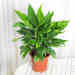 万年青盆栽四季常青绿植室内阳台办公室净化空气观叶植物