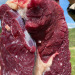 新鲜10斤内蒙古草原黄牛冷冻生鲜牛肉前腿肉