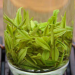 安吉白茶 2022年新茶叶 明前特级250g 春茶 高山珍稀绿茶散装